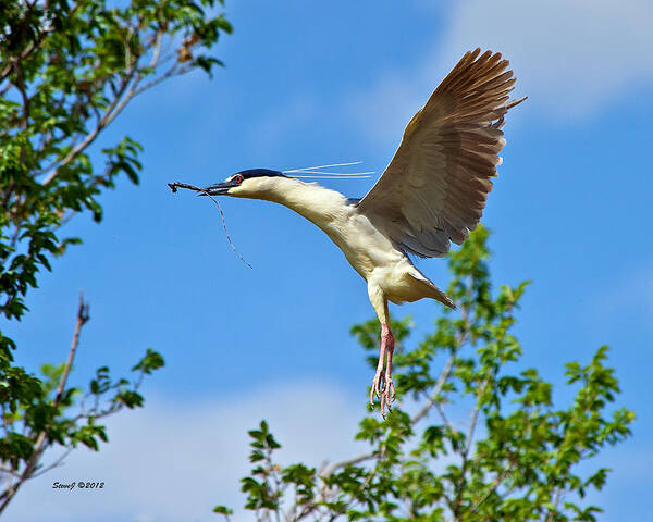 Night Heron Poster featuring the photograph Night Heron Building Nest by Stephen Johnson
