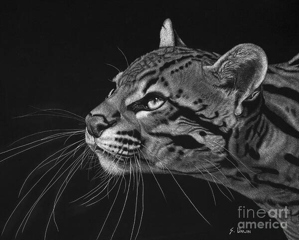 Ocelot Poster featuring the drawing Ocelot by Sheryl Unwin