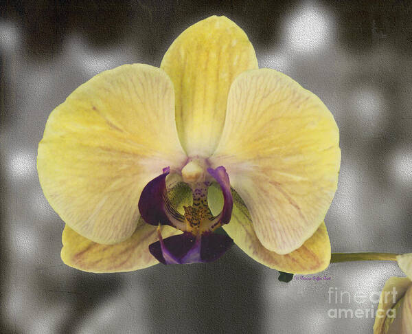 Mixed Media Poster featuring the photograph Orchid Study III by Patricia Griffin Brett