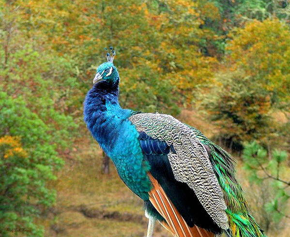 Peacock Poster featuring the photograph Peacock Parking by Wendy McKennon