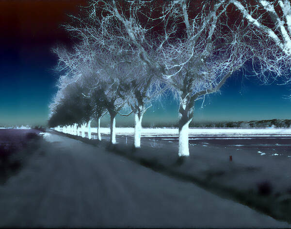 Trees Poster featuring the photograph Pecan Trees by Jim Painter