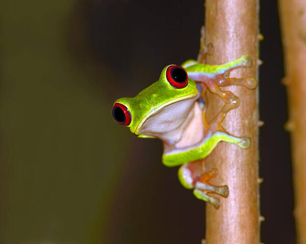 Red-eyed Treefrog Poster featuring the photograph Peepers by Tony Beck