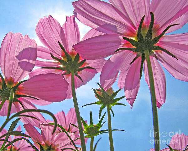 Flowers Poster featuring the photograph Pink Cosmos by Jack Schultz