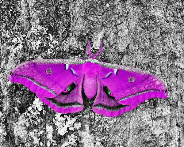 Giant Moth Poster featuring the photograph Pink Polyphemus by Al Powell Photography USA