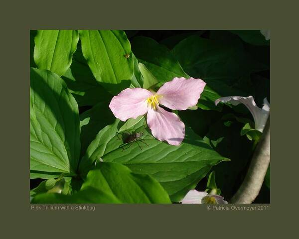 Flower Poster featuring the photograph Pink Trillium witha Stinkbug by Patricia Overmoyer