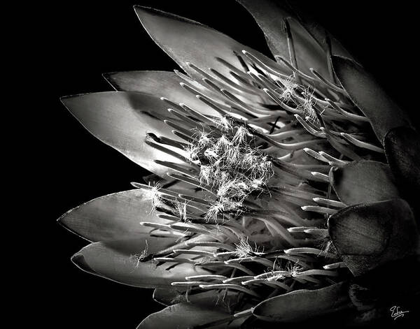 Flower Poster featuring the photograph Protea in Black and White by Endre Balogh