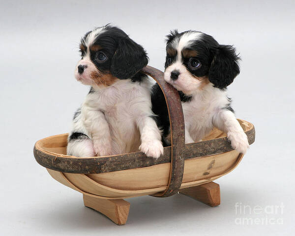 Animal Poster featuring the photograph Puppies In A Trug by Jane Burton