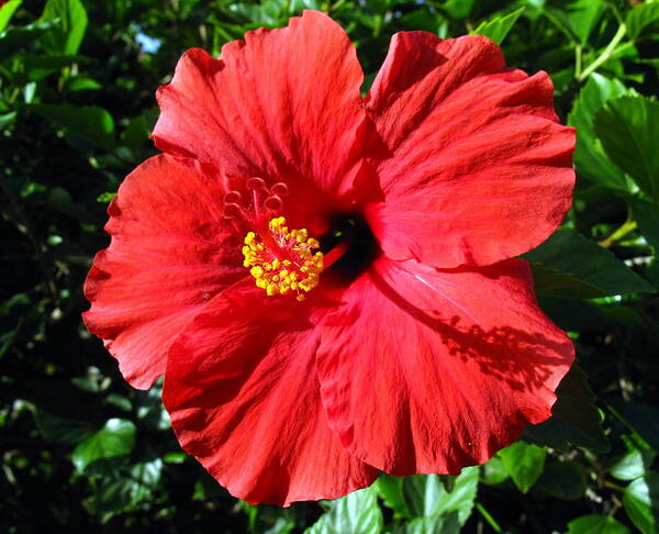 Red Flower Poster featuring the photograph Red Hot Hibiscus by Linda Larson