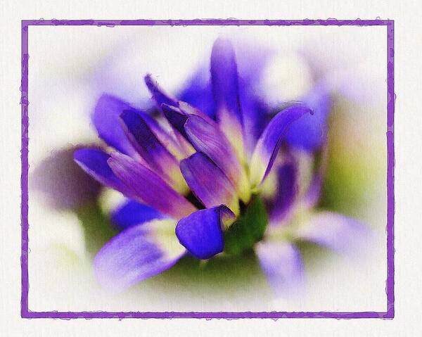 Blue Poster featuring the photograph Royal Purple by Judi Bagwell