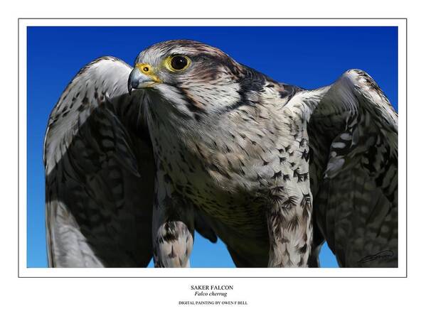 Saker Falcon Poster featuring the digital art Saker Falcon by Owen Bell