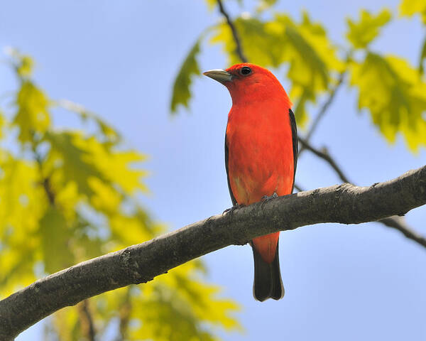 Scarlet Tanager Poster featuring the photograph Scarlet Tanager by Tony Beck