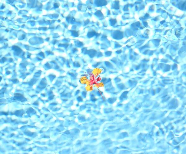 Flowers In Pool Poster featuring the photograph Set Adrift 4 by Kip Vidrine