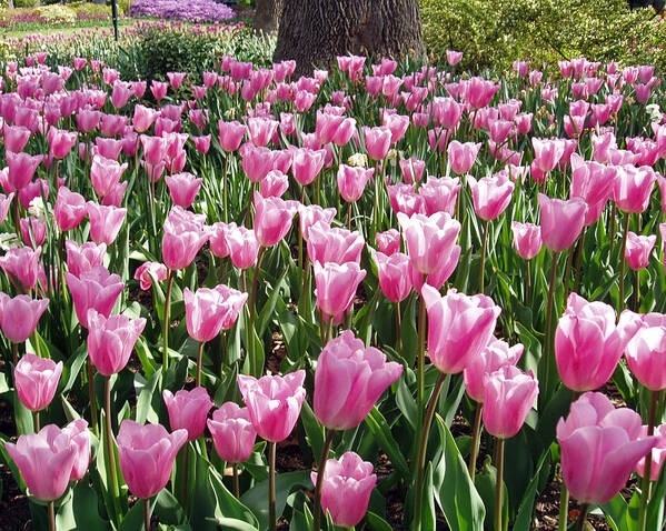 A Garden Of Single Late Cum Laude Was Filled With These Gorgeous Blossoms. Other Tulip Beds Can Be Seen In The Distance. Poster featuring the photograph Single Late Cum Laude field by Darleen Stry