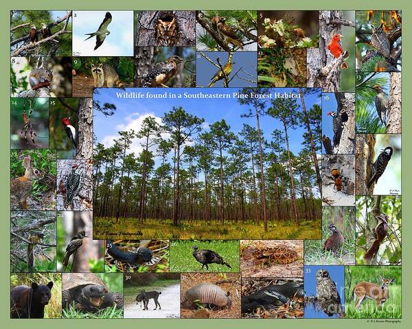 Pine Forest Poster featuring the photograph Southeastern Pine Forest Wildlife Poster by Barbara Bowen