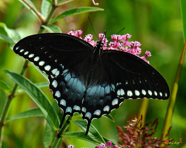 Nature Poster featuring the photograph Spicebush Swallowtail DIN038 by Gerry Gantt