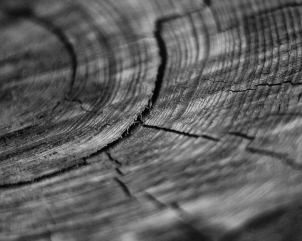 Wall Art Poster featuring the photograph Stump by Marlo Horne