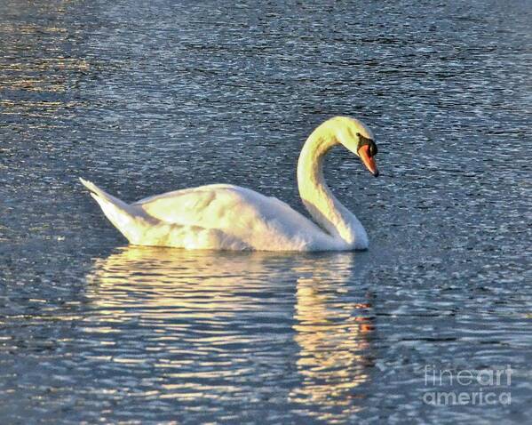 Swan Poster featuring the photograph Sunset Swan by Carol Bradley