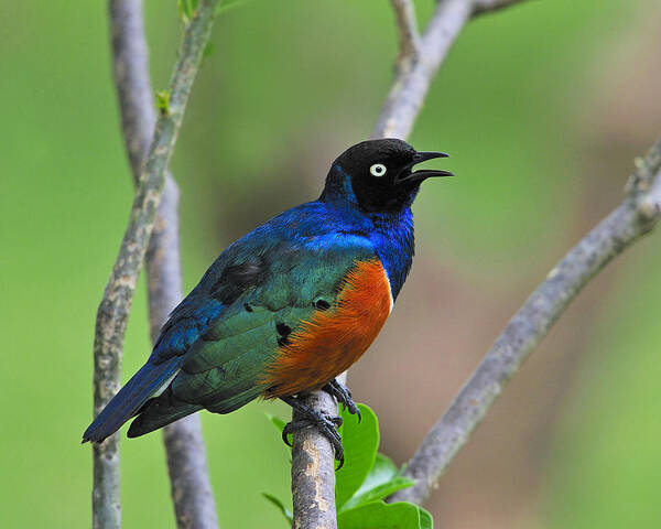 Superb Starling Poster featuring the photograph Superb Starling by Tony Beck