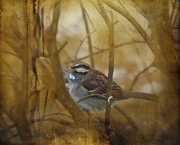 Wild Poster featuring the photograph Textures and Bird by Trudy Wilkerson