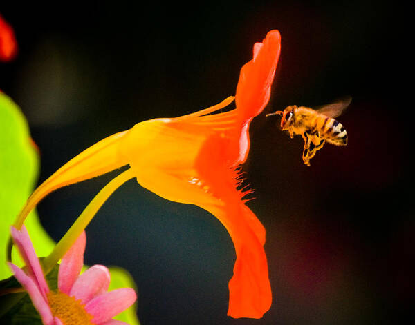 Flowers Poster featuring the photograph The Bee by Mickey Clausen