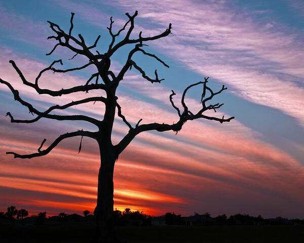 The Villages Poster featuring the photograph The Formerly Live Oak at Sunset by Betty Eich