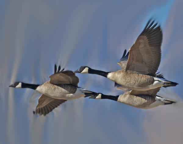 Birds Poster featuring the photograph The Geese by Ernest Echols