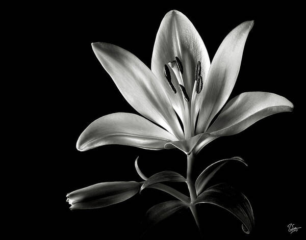 Flower Poster featuring the photograph Tiger Lily in Black and White by Endre Balogh