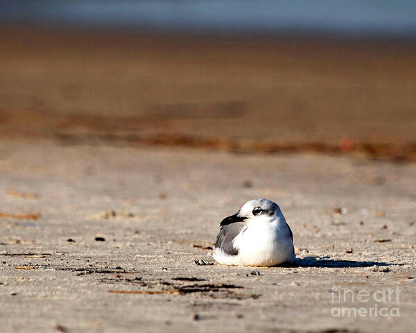 Seagull Photography Poster featuring the photograph Time Alone by Luana K Perez