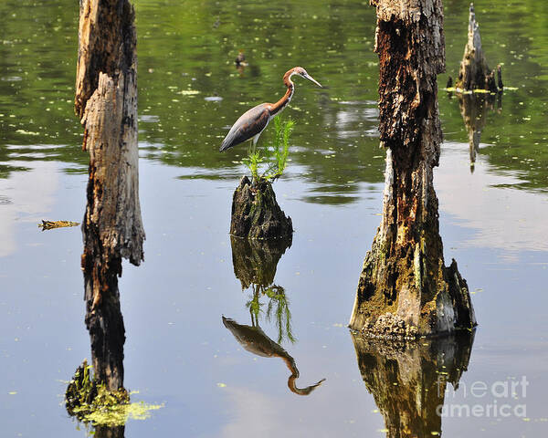 Heron Poster featuring the photograph Tricolored Reflection by Al Powell Photography USA