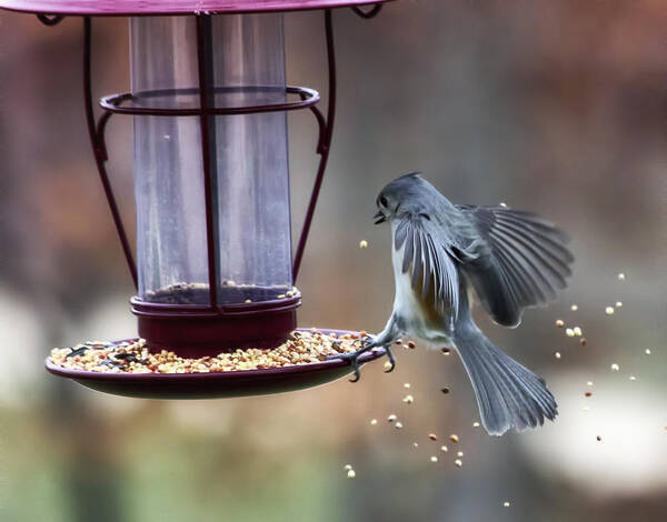 Tufted Titmouse Poster featuring the photograph Tufted Seed Splash by Bill and Linda Tiepelman