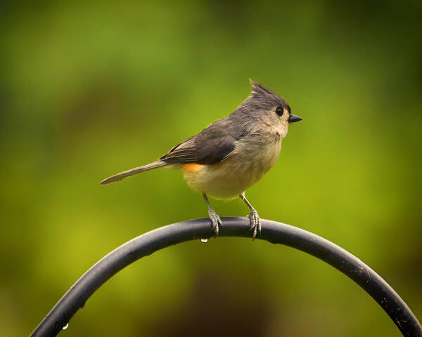 Tufted Titmouse Poster featuring the photograph Tufted Titmouse on Pole by Bill and Linda Tiepelman