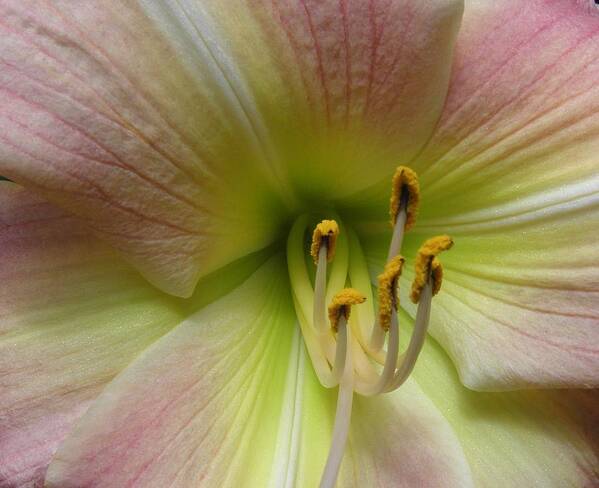 Lily Poster featuring the photograph Up Close And Personal Beauty by Kim Galluzzo