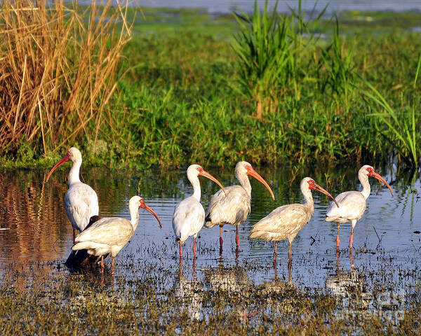 Ibis Poster featuring the photograph Wading Ibises by Al Powell Photography USA