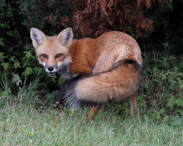 Red Fox Poster featuring the photograph Wary Fox by Doris Potter
