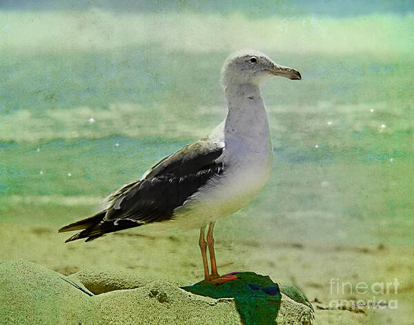 Sea Gull Poster featuring the digital art Watching Waiting by Rhonda Strickland