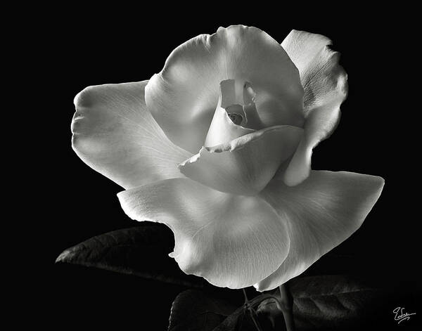 Flower Poster featuring the photograph White Rose in Black and White by Endre Balogh