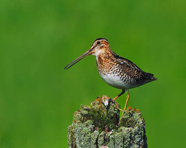 Wilson's Snipe Poster featuring the photograph Wilson's Snipe by Tony Beck