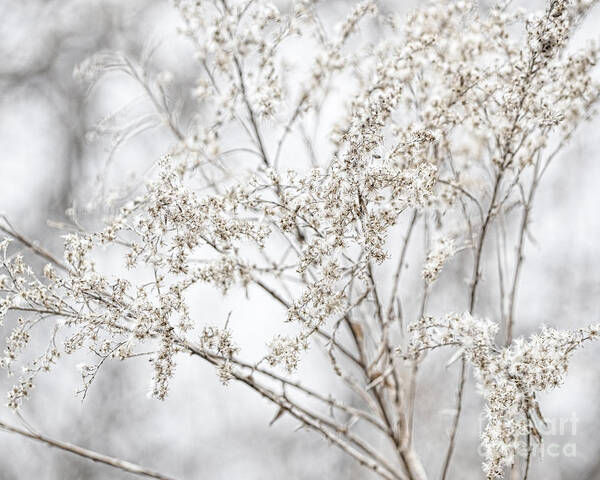 Winter Poster featuring the photograph Winter Sight by Traci Cottingham