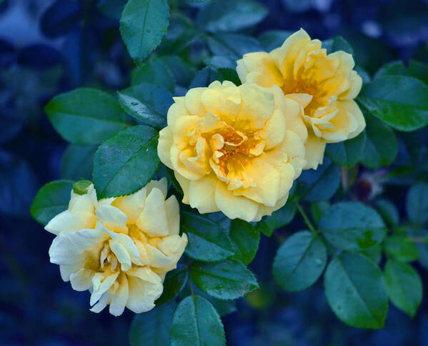 Rose Poster featuring the photograph Yellow Roses by Rodney Campbell