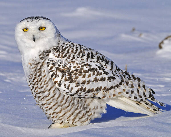 Snowy Owl Poster featuring the photograph Young Snowy Owl by Tony Beck