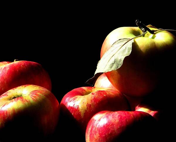 Apples Poster featuring the photograph Apple Season by Angela Davies