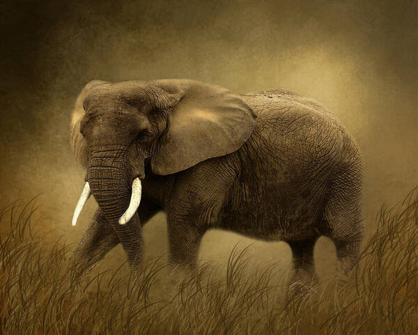 Elephant Poster featuring the photograph African Elephant #1 by TnBackroadsPhotos 