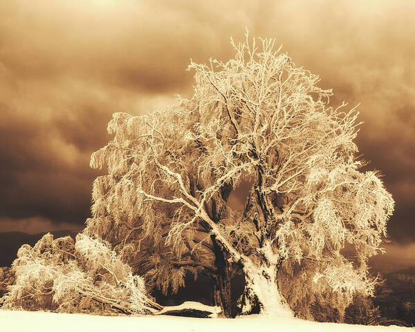 Ice Storm Poster featuring the photograph After The Ice Storm #1 by Mountain Dreams