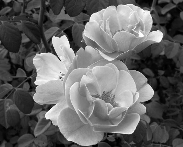 Rose Poster featuring the photograph Black and White Roses 2 #1 by Amy Fose