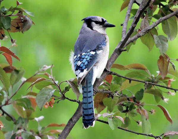 Blue Jay Poster featuring the photograph Blue Jay #1 by Jackson Pearson