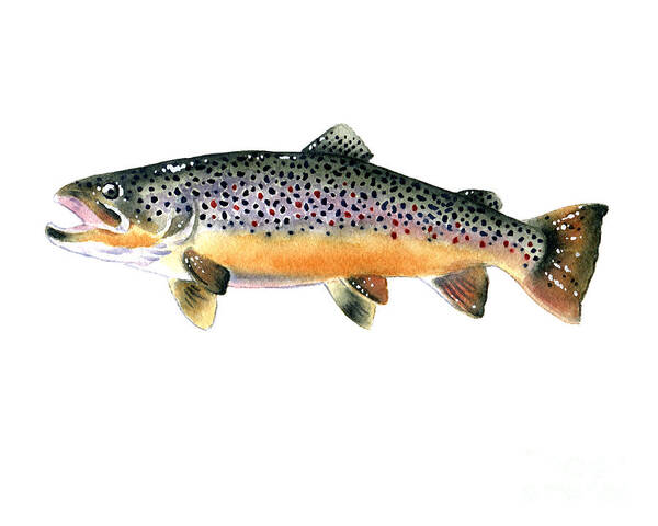 Brown Trout Poster featuring the painting Brown Trout #1 by David Rogers