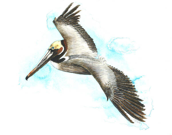 Pelican Poster featuring the painting California brown pelican #1 by Cindy Hitchcock
