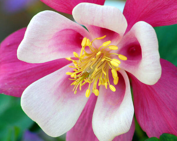Columbine Poster featuring the photograph Columbine Flower 1 #1 by Amy Fose