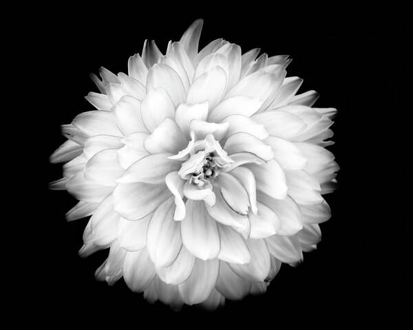 2015 Poster featuring the photograph Fall Dahlia #1 by Louise Lindsay