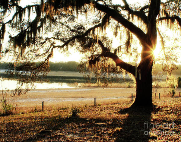 Sunrise Poster featuring the photograph Good Morning Mossy Oak #1 by Janis Lee Colon